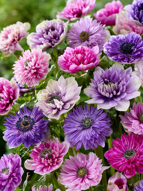Anemonen Bloembollen Fullstar Pastel Mix Bloembollen