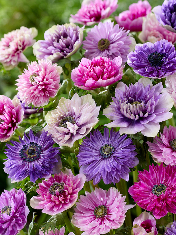 Anemonen Bloembollen Fullstar Pastel Mix Bloembollen