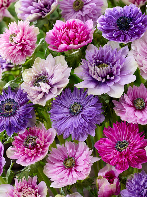 Anemonen Bloembollen Fullstar Pastel Mix