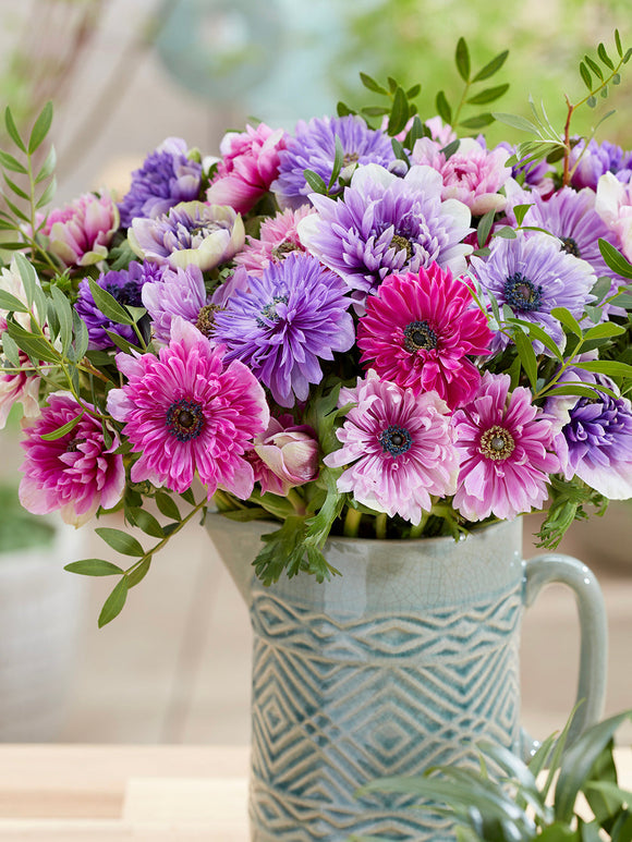 Anemonen Bloembollen Fullstar Pastel Mix Bollen