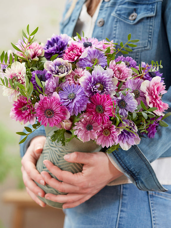 Anemonen Bloembollen Fullstar Pastel Mix Kopen