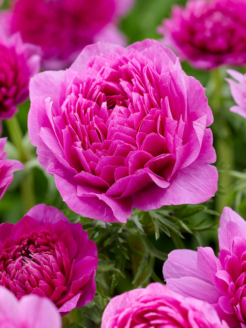 Anemoon bloembollen Fullstar Pink kopen