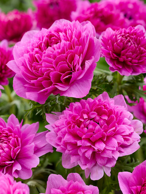 Anemoon Fullstar Pink