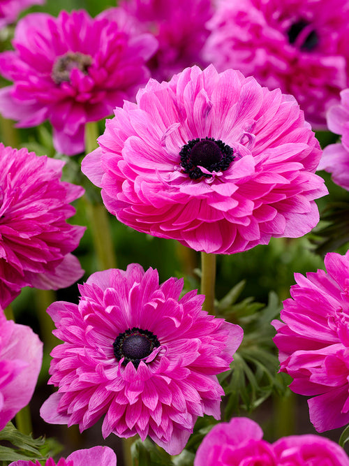 Anemoon bloembollen Fullstar Pink - Bollen Kopen