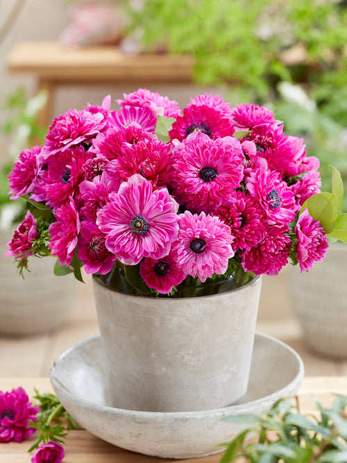 Anemoon bloembollen Fullstar Pink - Anemoonbollen kopen