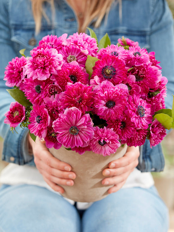 Anemonenbollen Fullstar Pink