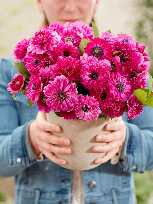Anemoon bloembollen Fullstar Pink Anemonenbollen