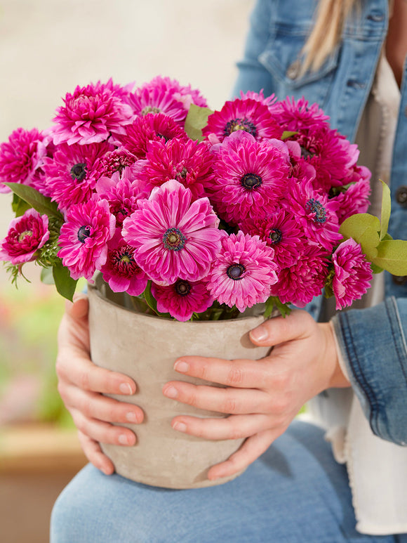 Anemonenbollen kopen Fullstar Pink