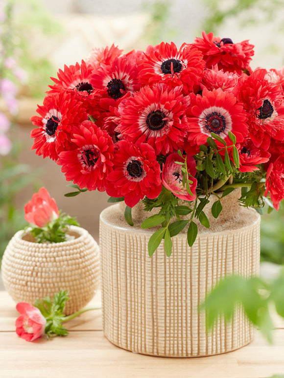 Rode Fullstar Anemonen bloembollen