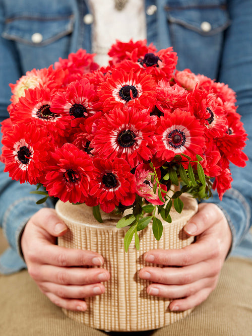 Anemonen Bloembollen fullstar Red