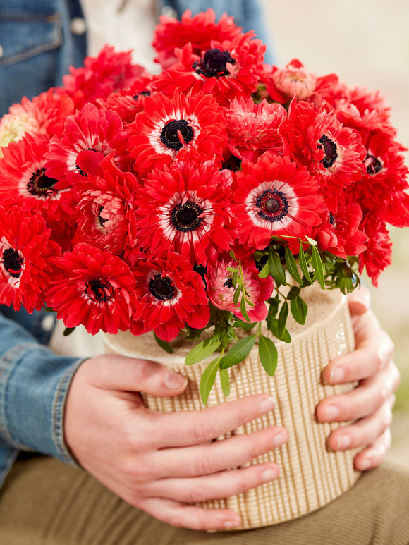 Rode Dubbele anemonen fullstar Bollen