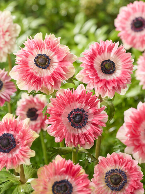 Anemone Fullstar Rood/Wit