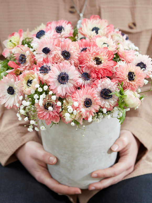 Anemonen bloembollen Fullstar Strawberry