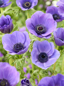 Anemone Galilee Blauw