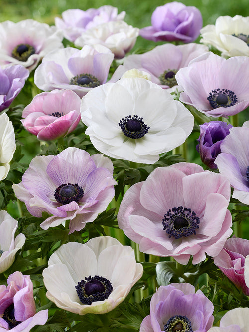 Anemonen Galilee Pastel Mix