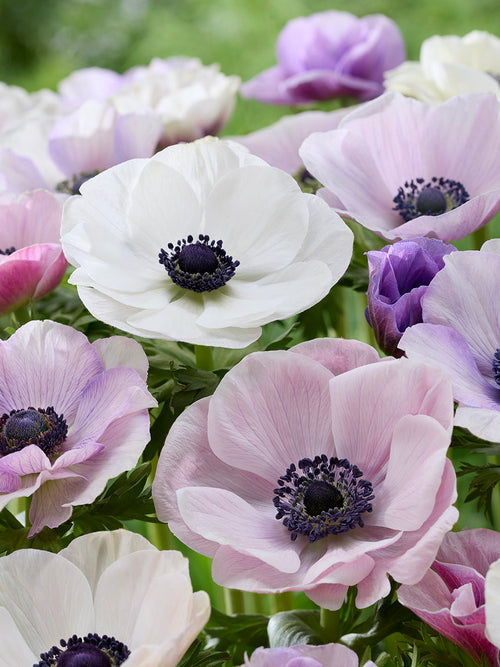 Anemonen kopen Galilee Pastel Mix