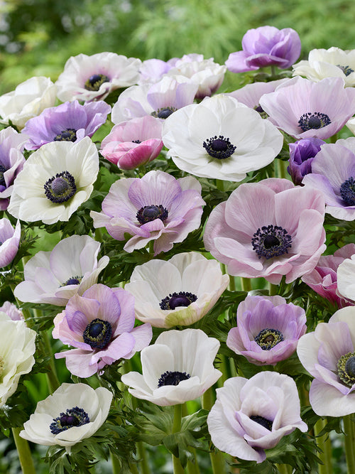 Anemonen Galilee Pastel Mix