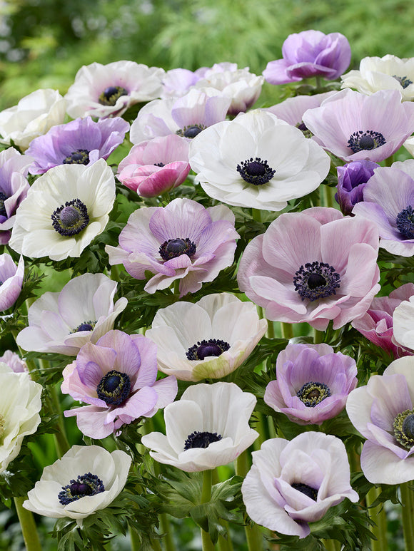 Anemonen Galilee Pastel Mix