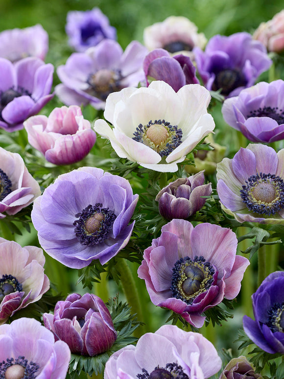 Anemone Galilee Pastel Mix bestellen in Nederland
