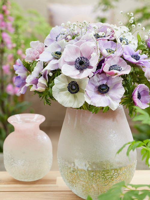 Koop Anemonen Galilee Pastel Mix