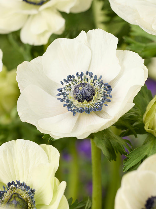 Anemonen Galilee wit