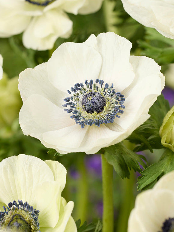 Anemonen Galilee wit