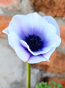 Anemone Rainbow Blauw/Wit