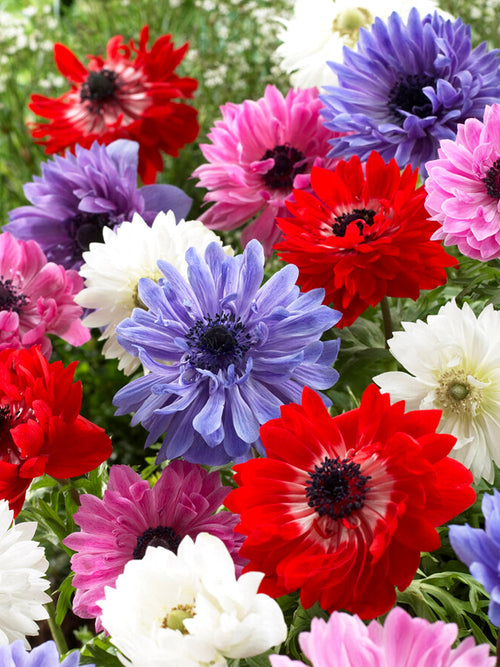 Anemoon St. Brigid (Windbloem) Bollen