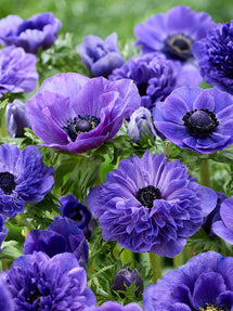 Anemone True Blue Collectie