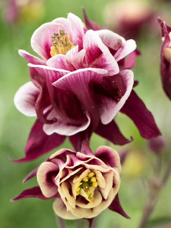 Aquilegia (Akelei) Winky Rood and Wit vaste planten bestellen