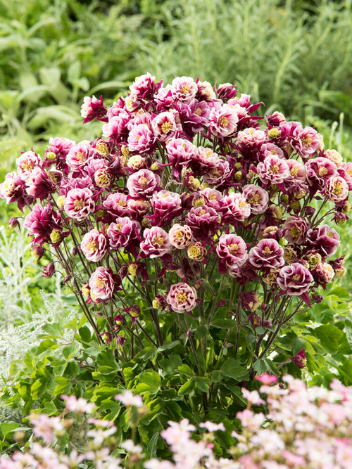 Aquilegia (Akelei) Winky Rood and Wit vaste planten kopen