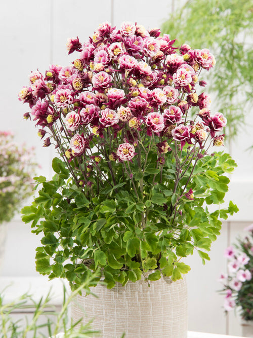 Aquilegia (Akelei) Winky Rood and Wit vaste planten online bestellen