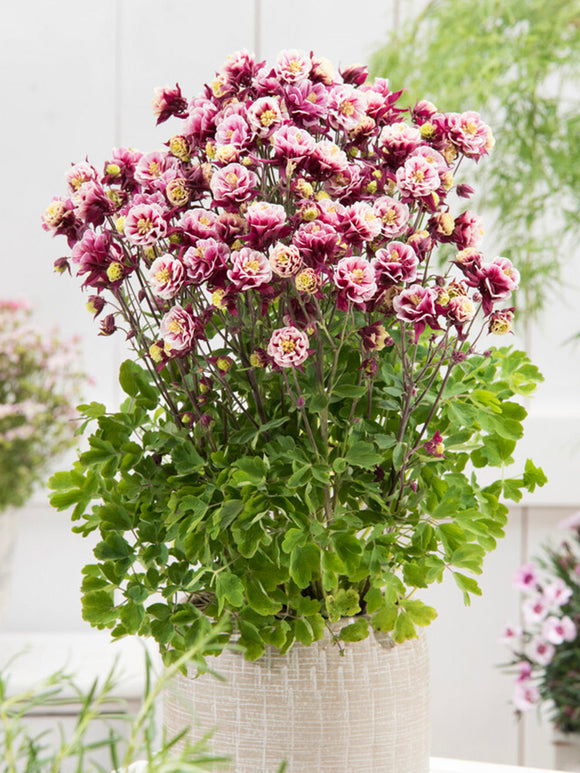 Aquilegia (Akelei) Winky Rood and Wit vaste planten online bestellen