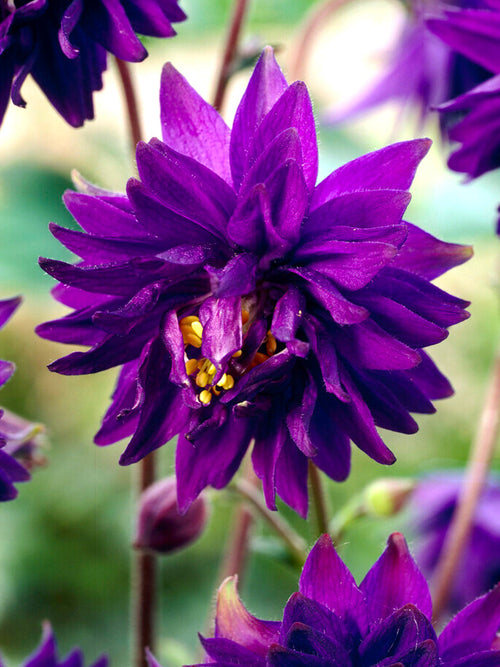 Akelei Blue Barlow (Aquilegia)