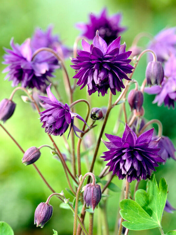 Akelei Blue Barlow (Aquilegia)