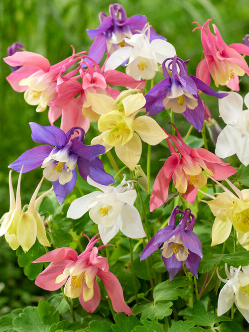 Akelei McKana Hybrids Mix (Aquilegia) - vaste planten