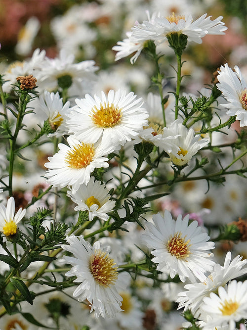 Aster novi-belgii 'White Ladies'HERFSTASTER, ASTER, NIEUW NEDERLANDSE ASTER