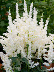 Astilbe (Pluimspirea) Close Harmony