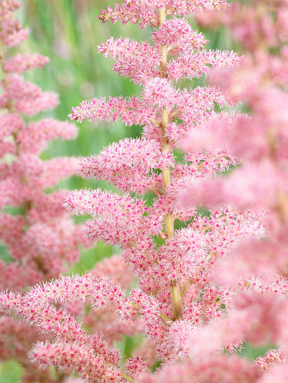 Astilbe (Pluimspirea) Glitter and Glamour kopen online