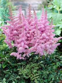 Astilbe (Pluimspirea) Heart and Soul