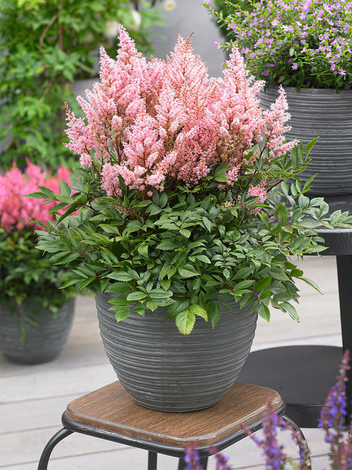 Astilbe (Pluimspirea) Look At Me bestellen