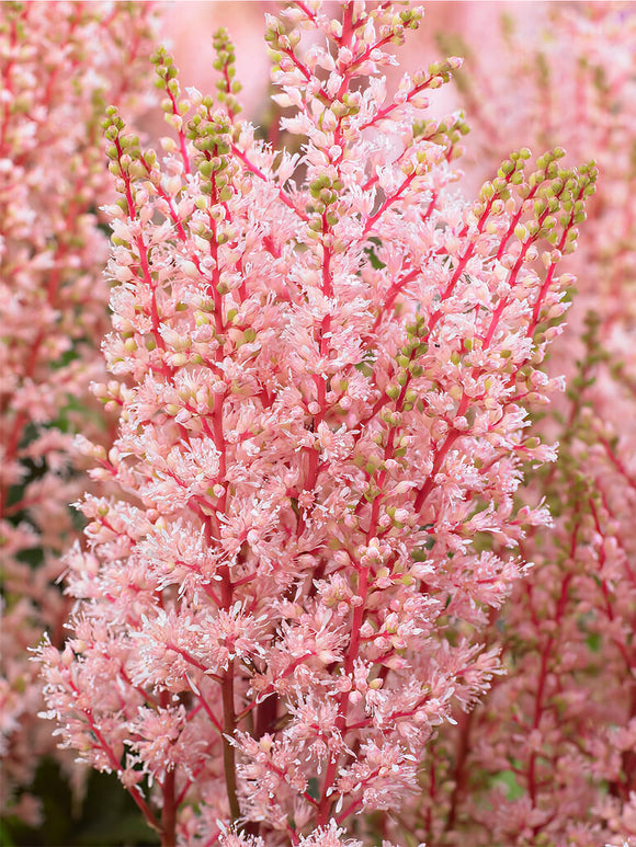 Astilbe (Pluimspirea) Look At Me