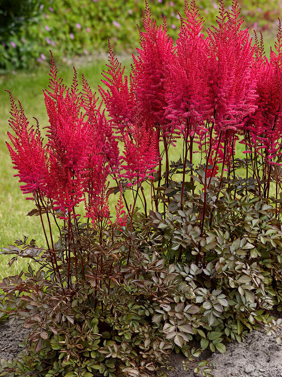 Astilbe (Pluimspirea) Mighty Chocolate Cherry bestellen