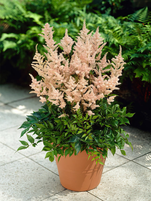 Kopen Astilbe (Pluimspirea) Peach Blossom