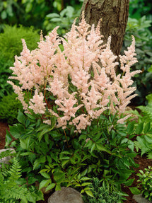 Astilbe (Pluimspirea) Peach Blossom