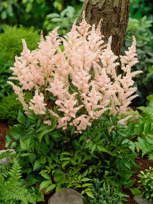 Astilbe (Pluimspirea) Peach Blossom online bestellen