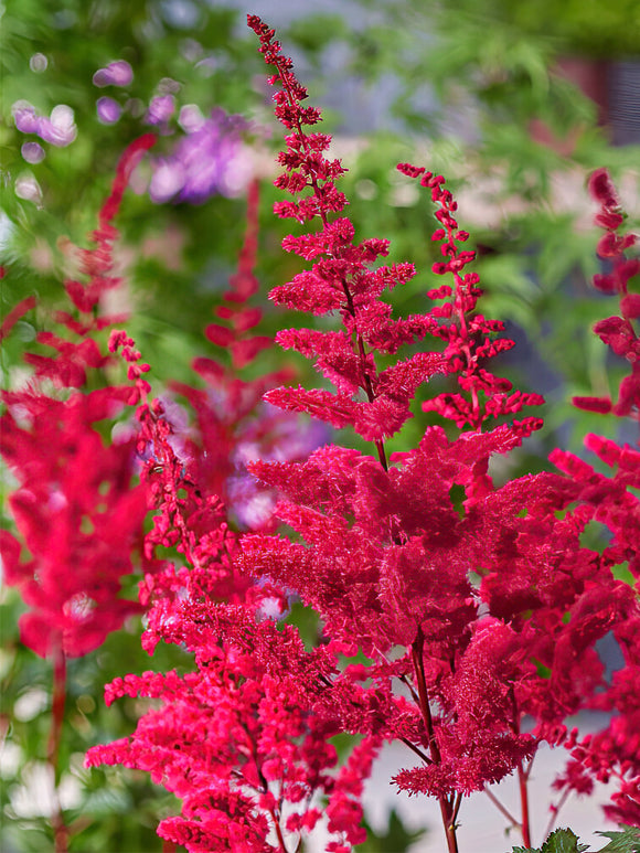 Astilbe (Pluimspirea) Volcano