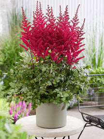 Astilbe (Pluimspirea) Volcano