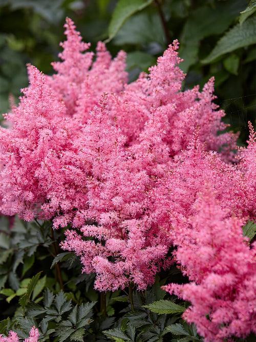 Astilbe (Pluimspirea) Younique Pink bestellen
