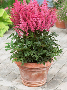 Astilbe (Pluimspirea) Younique Pink